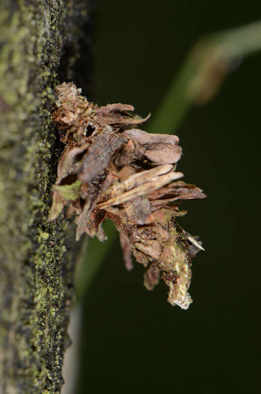 Image of Dahlica lichenella