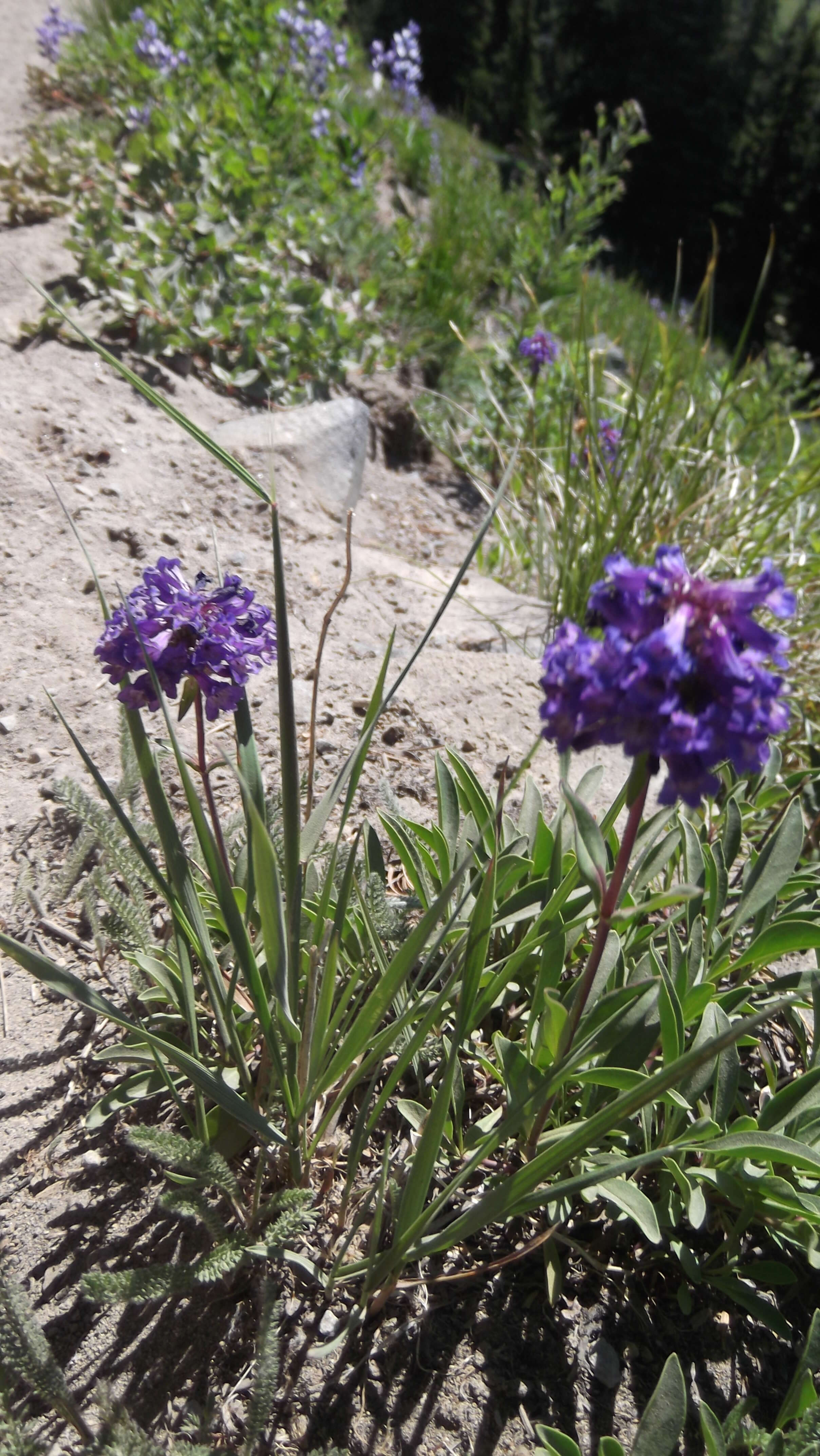 Image of littleflower penstemon