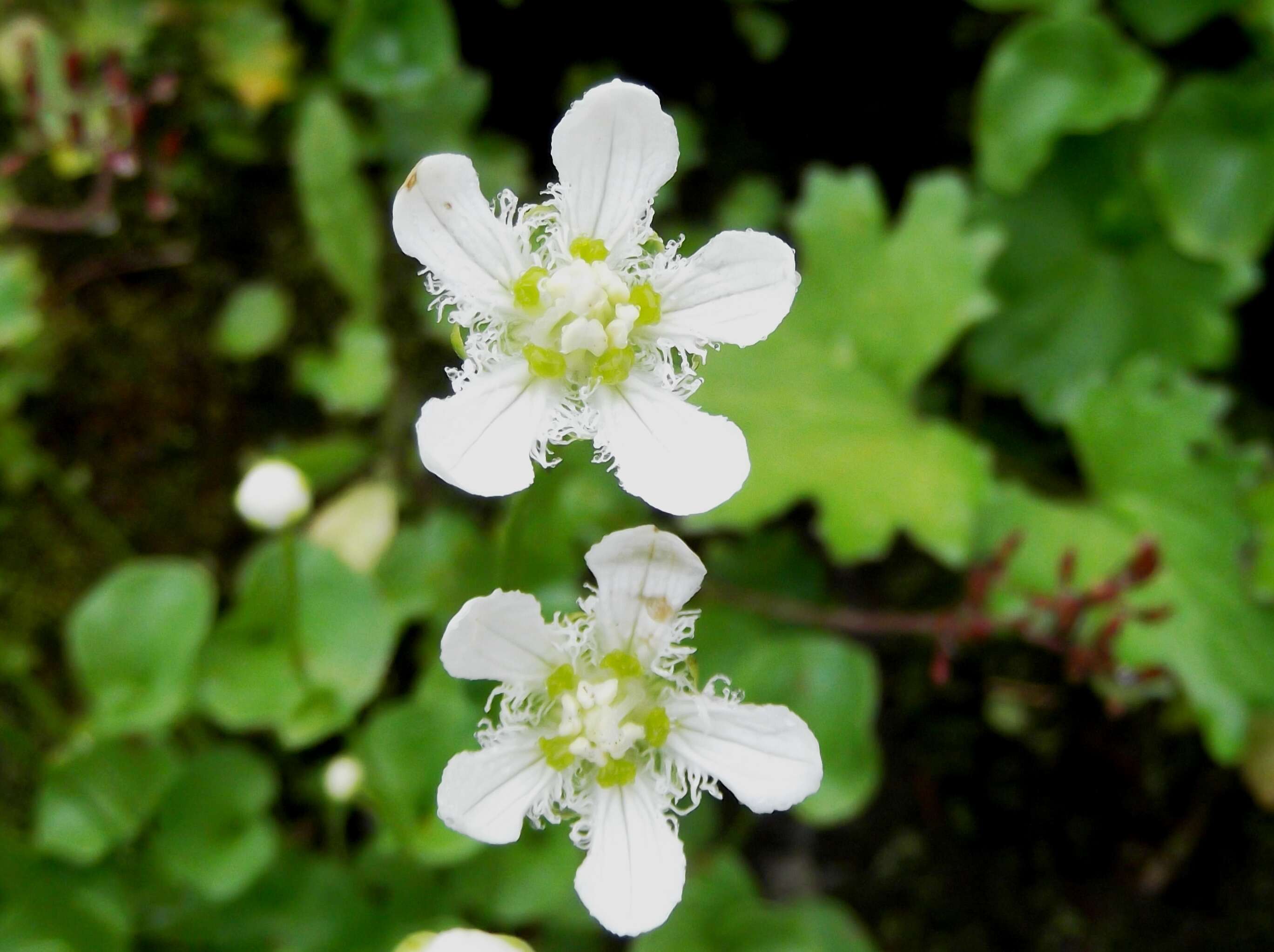 Image of fringed grass of Parnassus