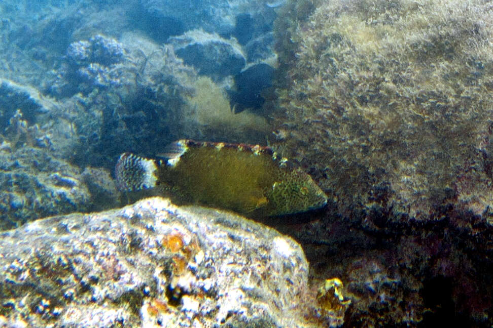 Image of Floral wrasse