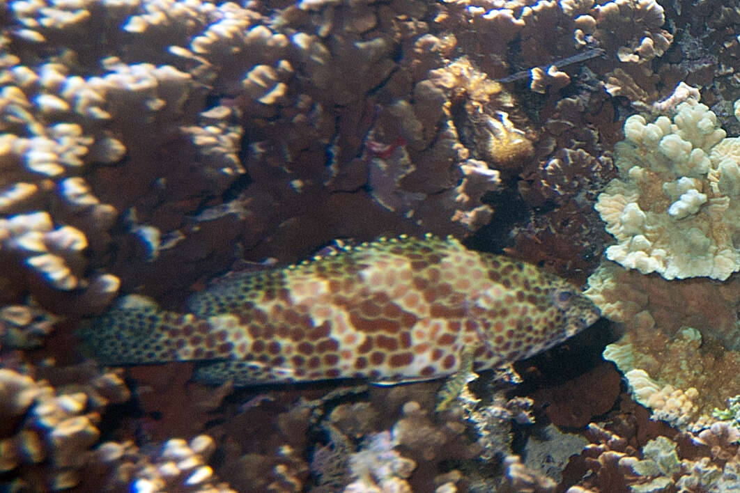 Plancia ëd Epinephelus tauvina (Forsskål 1775)