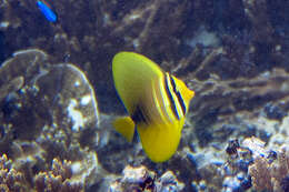 Слика од Zebrasoma veliferum (Bloch 1795)