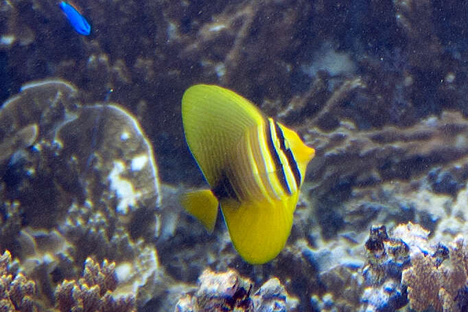 Слика од Zebrasoma veliferum (Bloch 1795)