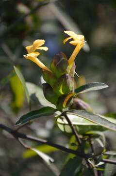 Imagem de Barleria lupulina Lindl.