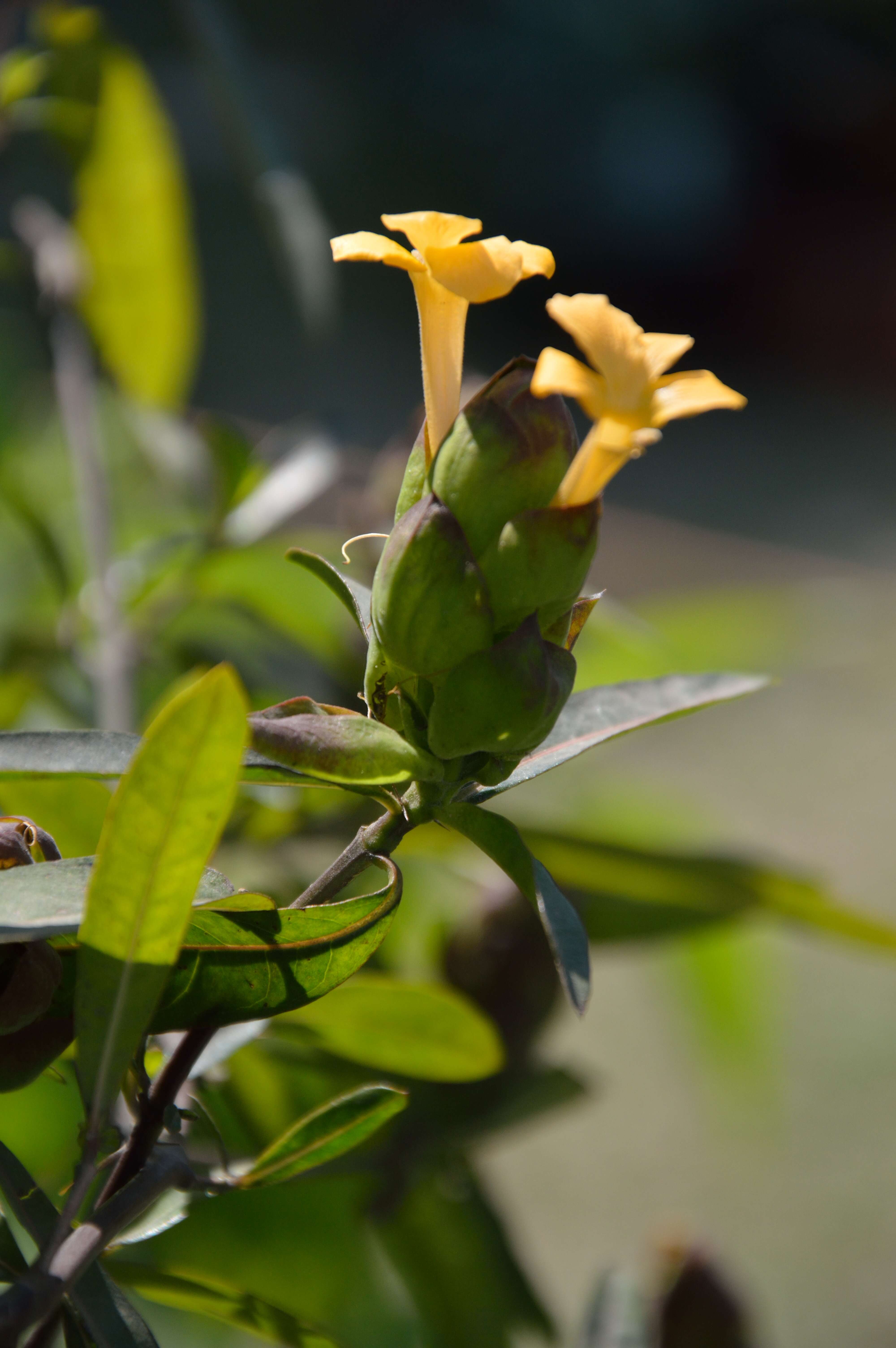 Image of hophead Philippine violet