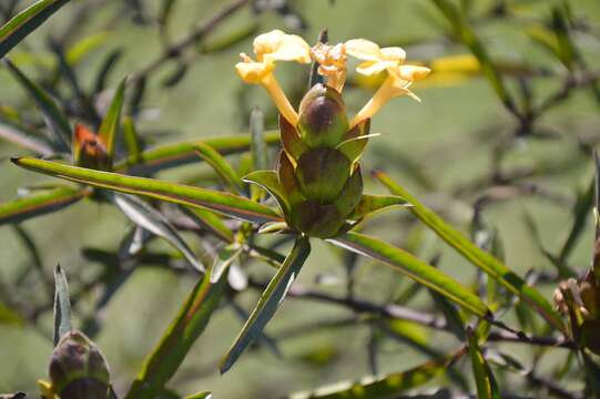 Imagem de Barleria lupulina Lindl.