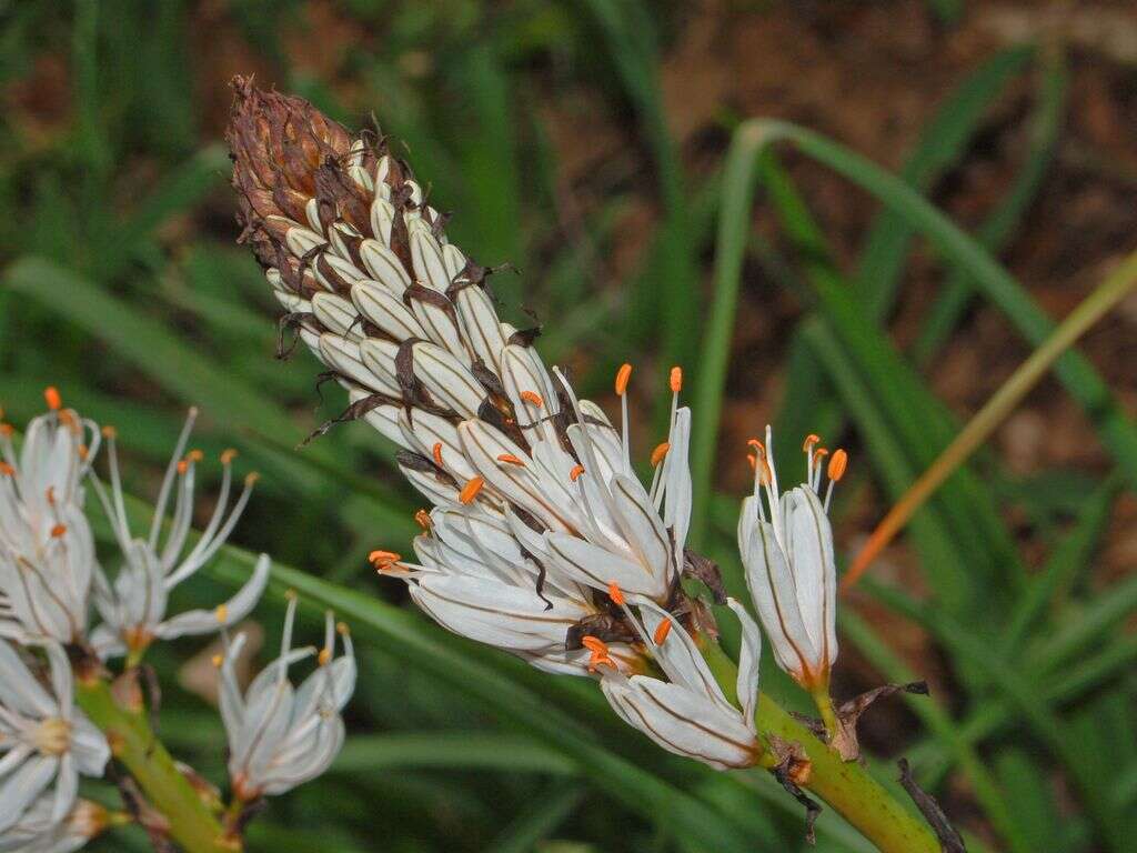 Image of Asphodelus macrocarpus Parl.