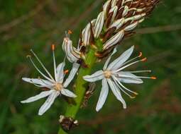 Image of Asphodelus macrocarpus Parl.