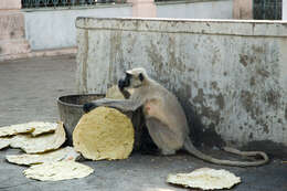 Image of Northern plains gray langur