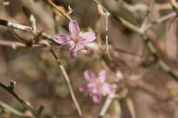 Image of brownplume wirelettuce