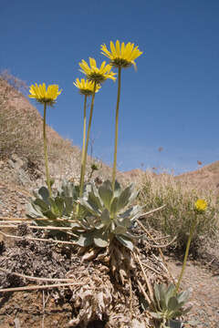 Image of Panamint daisy