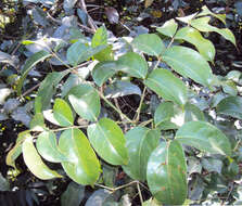 Image of Staphylea malabarica (Gamble)