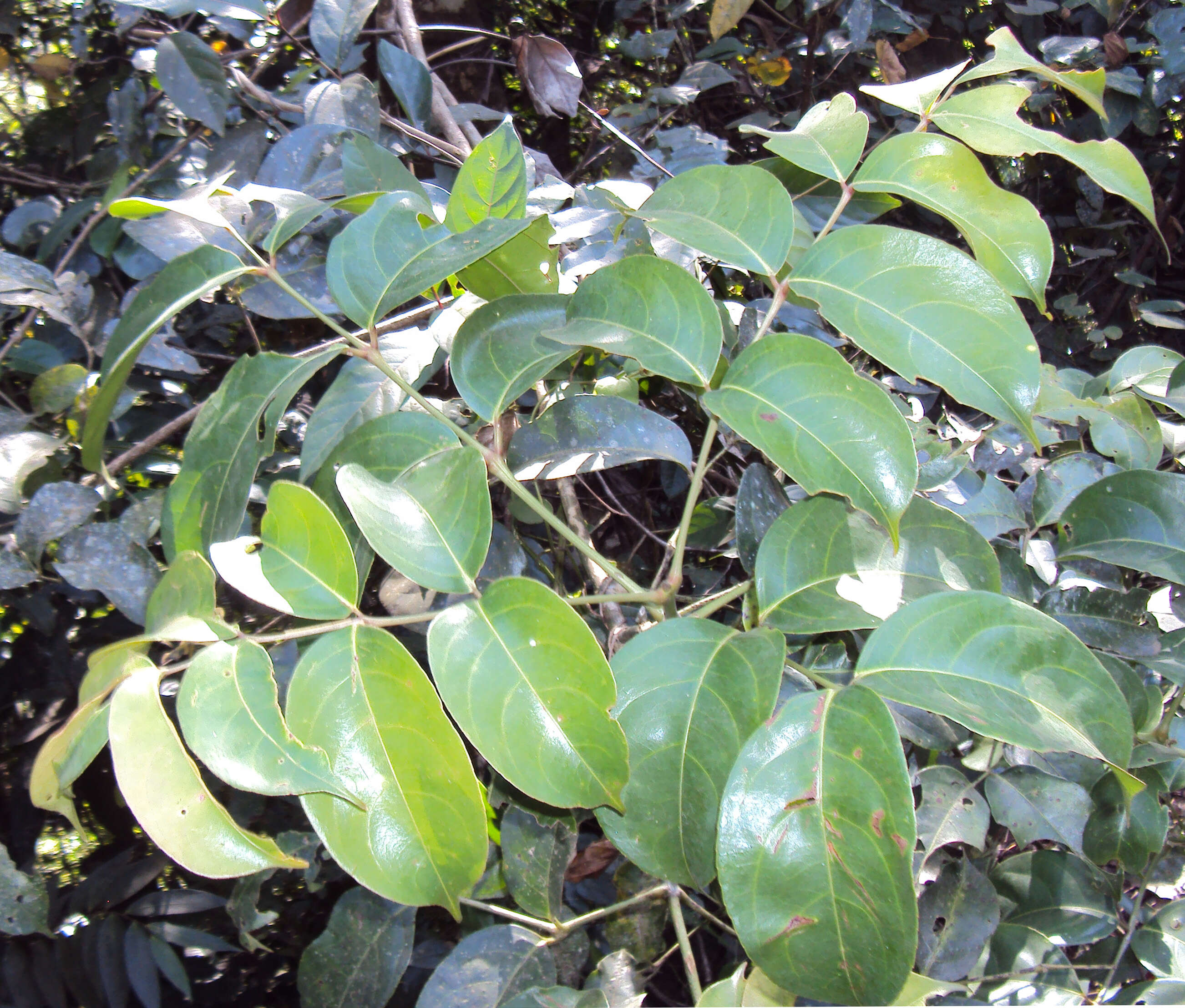 Image of Staphylea malabarica (Gamble)