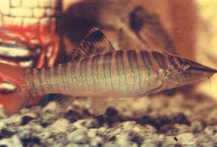 Image of Banded loach