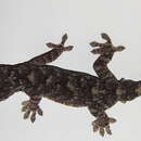 Image of Tawa Gecko