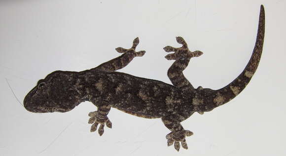 Image of Tawa Gecko