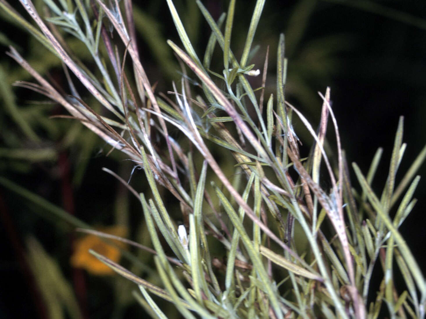 Слика од Epilobium leptophyllum Rafin.