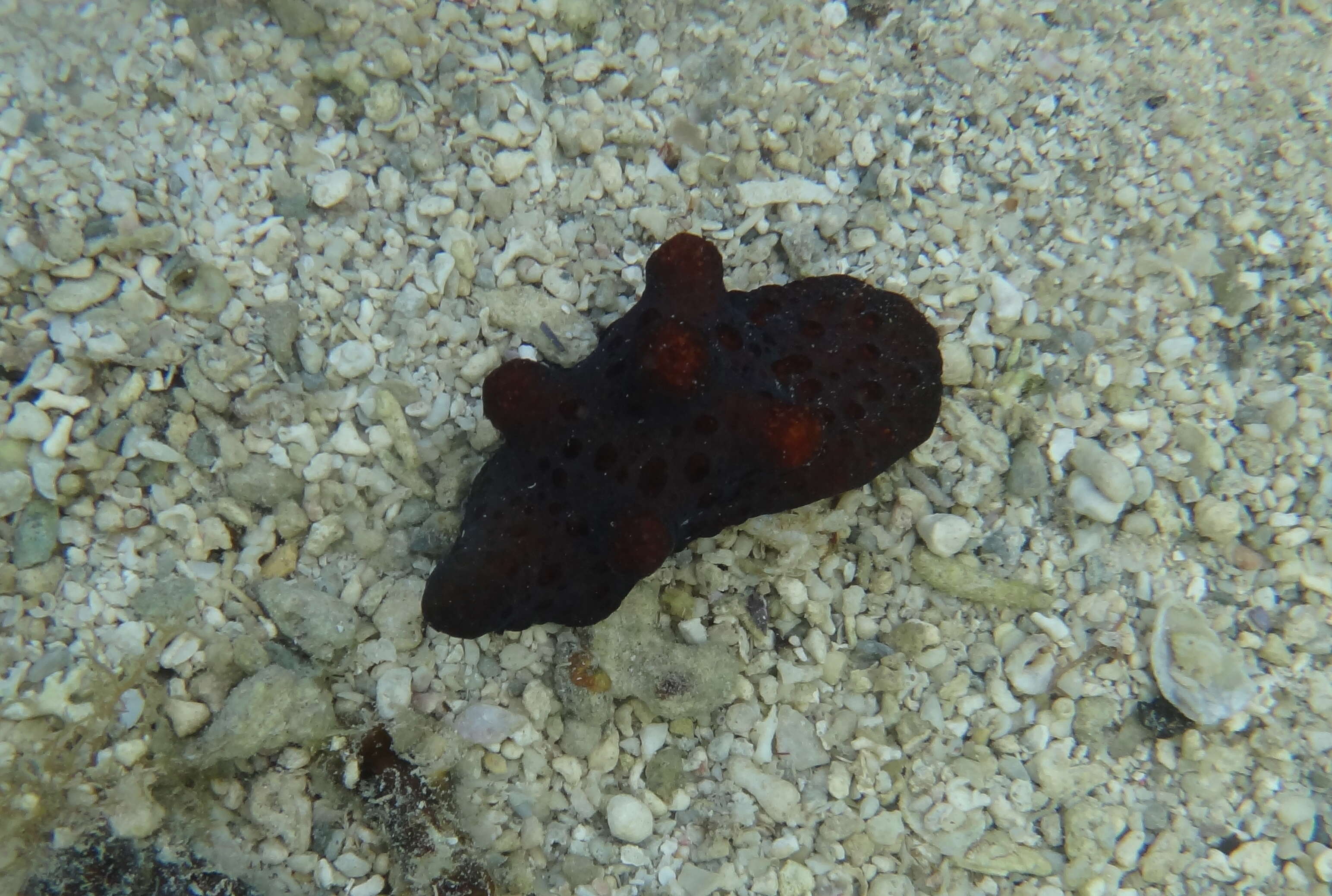 Image of Maldives sponge snail