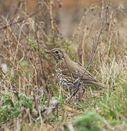 Image of Song Thrush