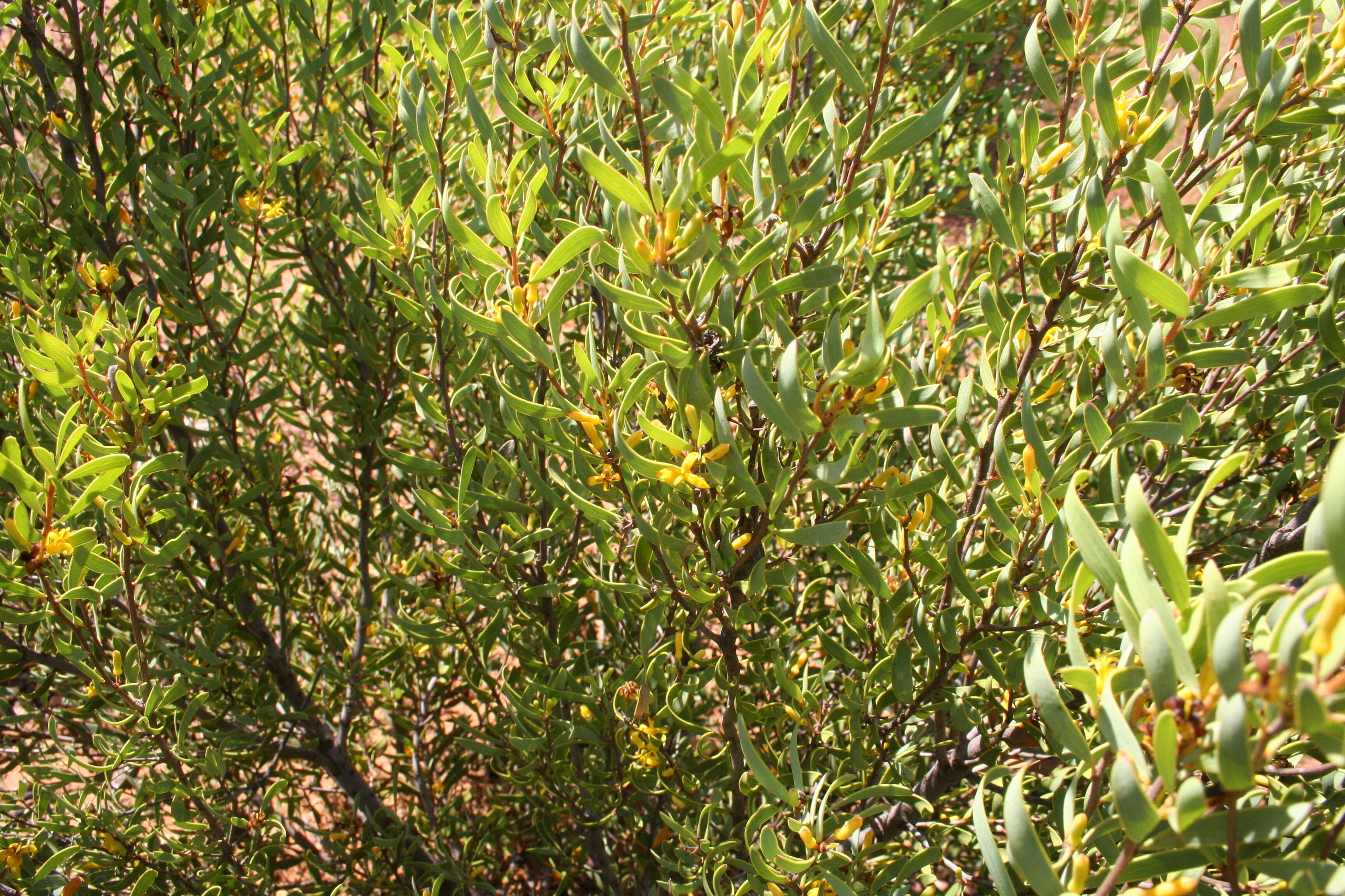 Plancia ëd Persoonia coriacea Audas & Morris