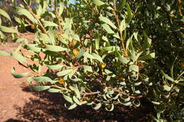 Plancia ëd Persoonia coriacea Audas & Morris