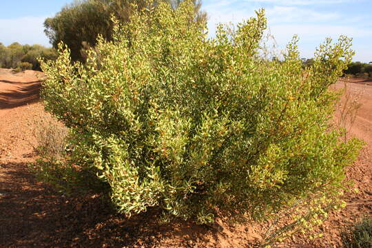 Plancia ëd Persoonia coriacea Audas & Morris