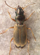 Bembidion (Cillenus) laterale (Leach ex Samouelle 1819)的圖片