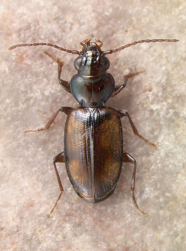 Image of Bembidion (Neobembidion) constricticolle Hayward 1897