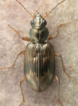 Image of Bembidion (Notaphus) variegatum Say 1823