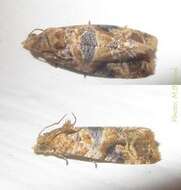 Image of Lobesia vanillana Joannis 1900