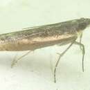 Image of Conocramboides