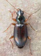 Bembidion (Ocydromus) scopulinum (Kirby 1837) resmi