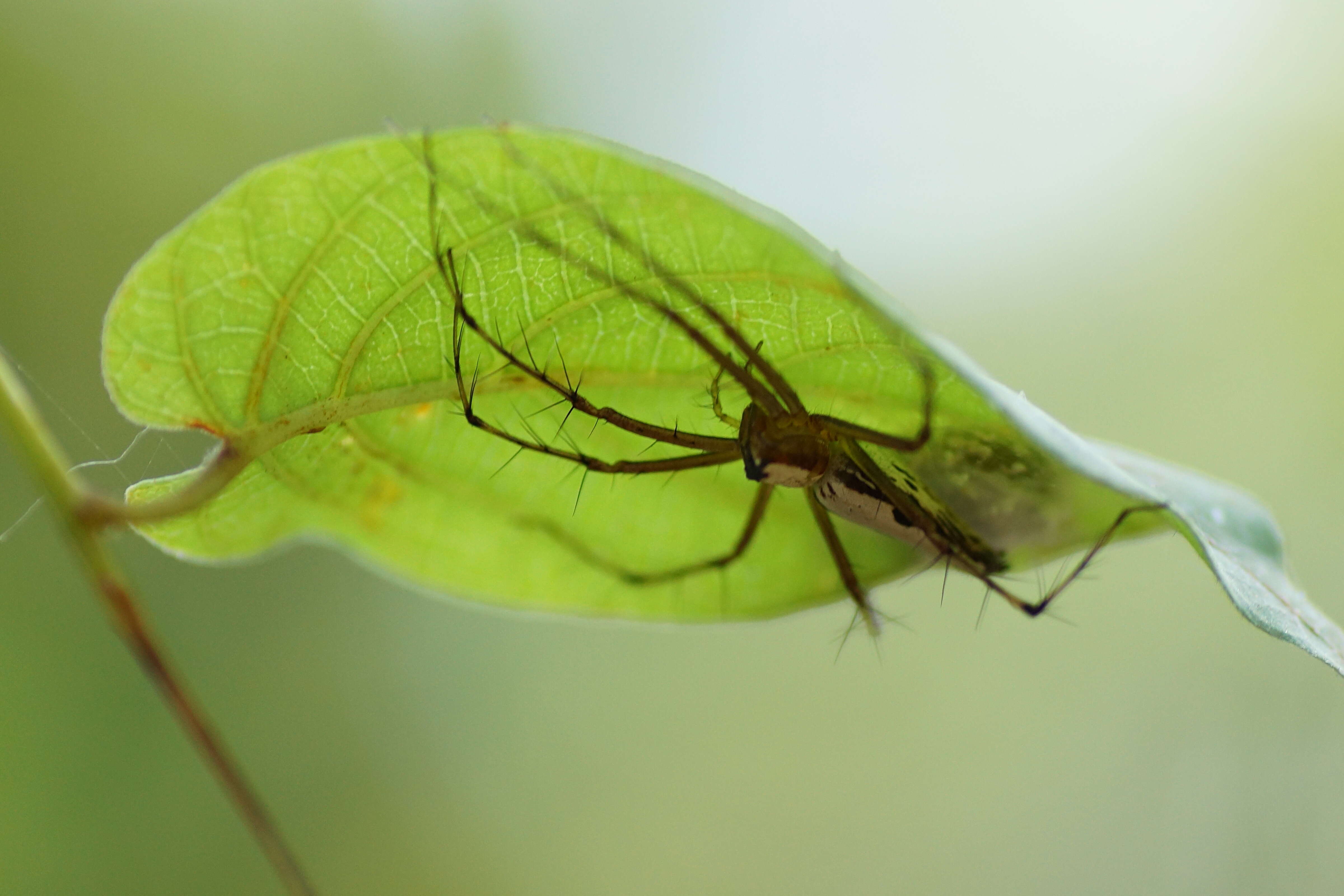 Image of Oxyopes shweta Tikader 1970