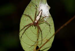 Image of Oxyopes shweta Tikader 1970