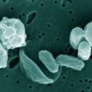 Image de Lysinibacillus odysseyi
