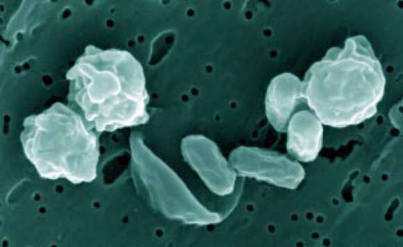 Image de Lysinibacillus odysseyi