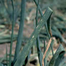 Image of Botrytis allii Munn 1917