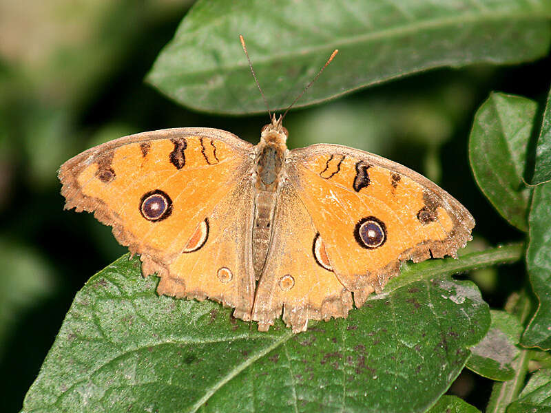 Image of Peacock Pansy