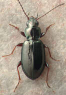 صورة Bembidion grapii Gyllenhal 1827