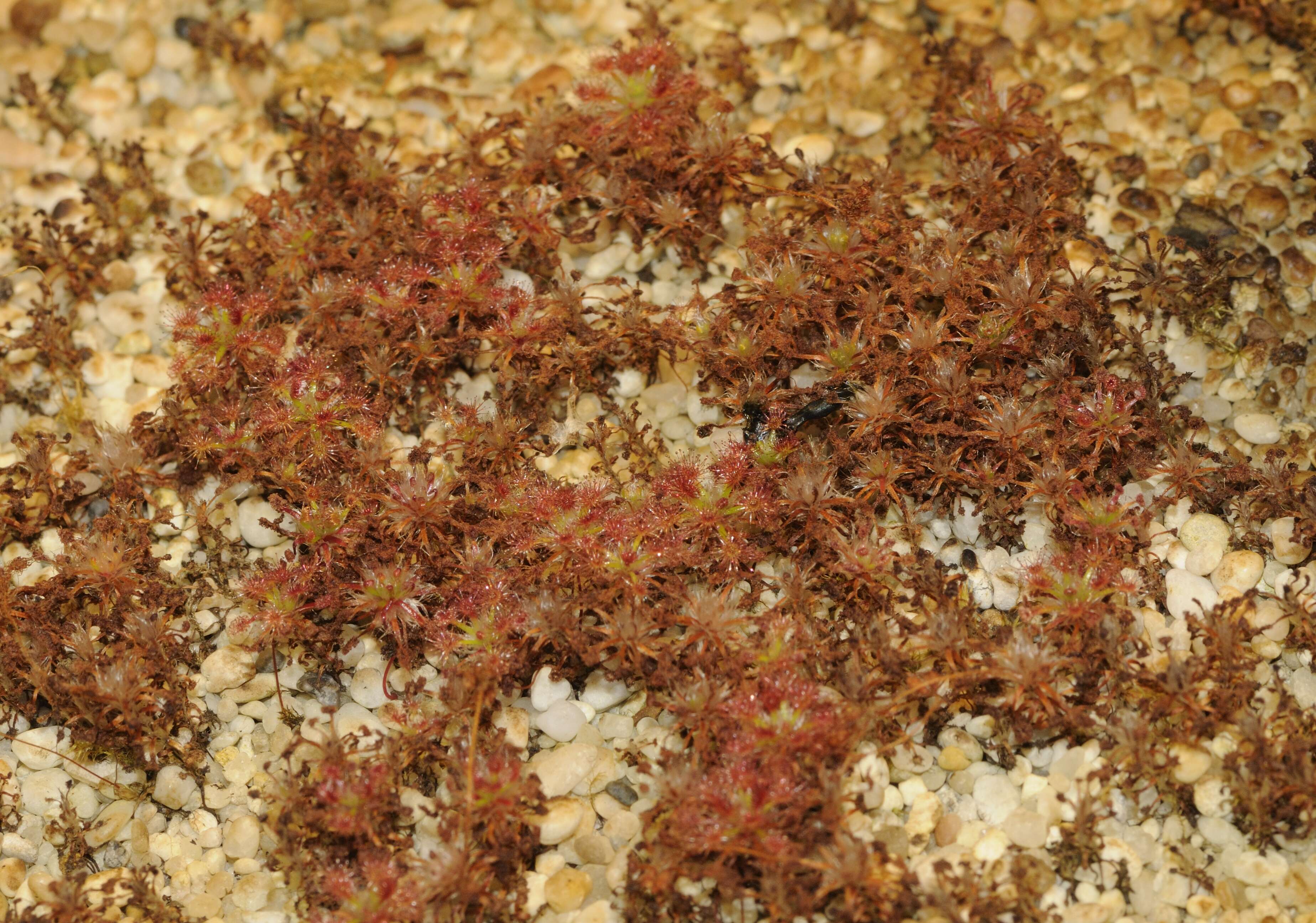 Imagem de Drosera paleacea DC.