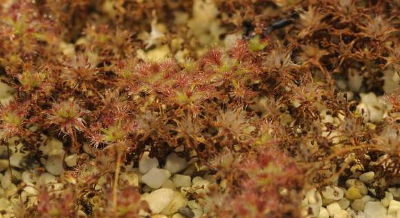 Image of Drosera paleacea DC.