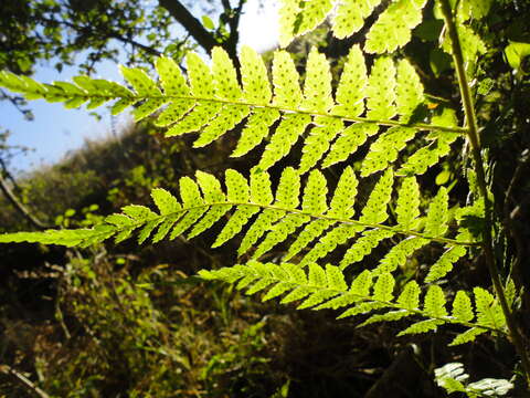 Imagem de Dryopteris inaequalis (Schltdl.) O. Kuntze