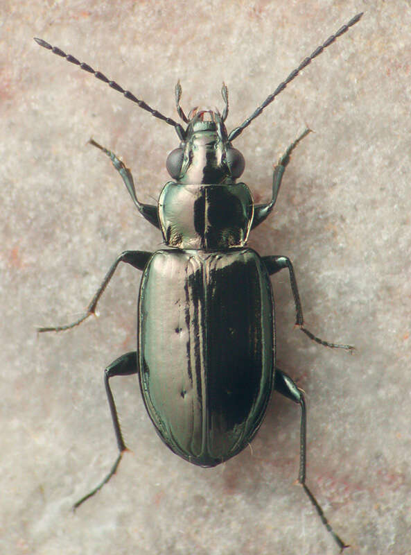 Image of Bembidion (Plataphus) breve (Motschulsky 1845)