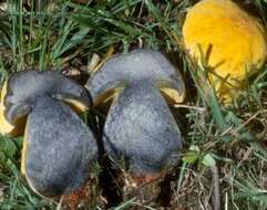 Image of Neoboletus pseudosulphureus (Kallenb.) Klofac 2015