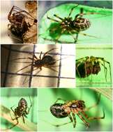 Lepthyphantes minutus (Blackwall 1833) resmi