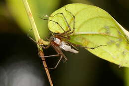 Image of Oxyopes shweta Tikader 1970