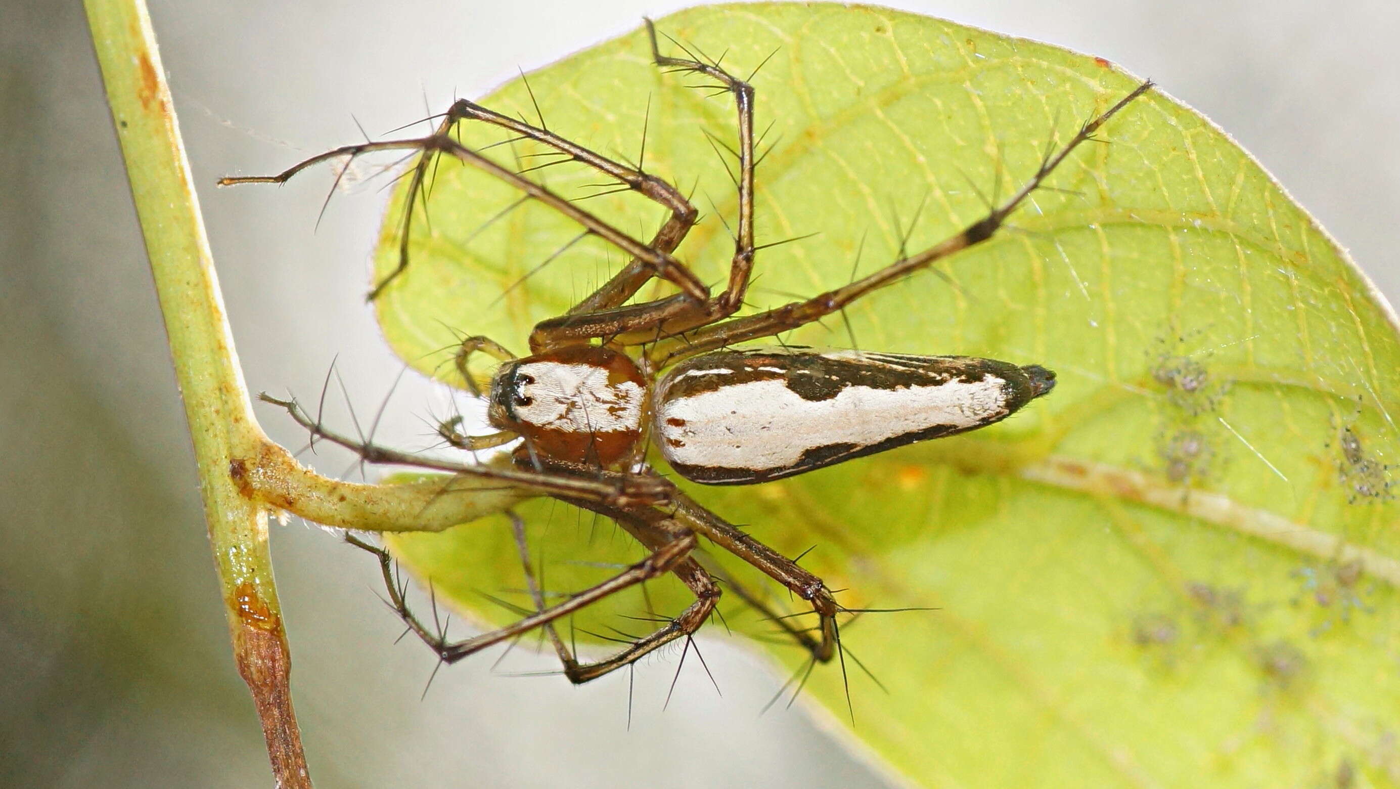 Image of Oxyopes shweta Tikader 1970