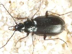 Image of Agonum (Europhilus) fuliginosum (Panzer 1809)