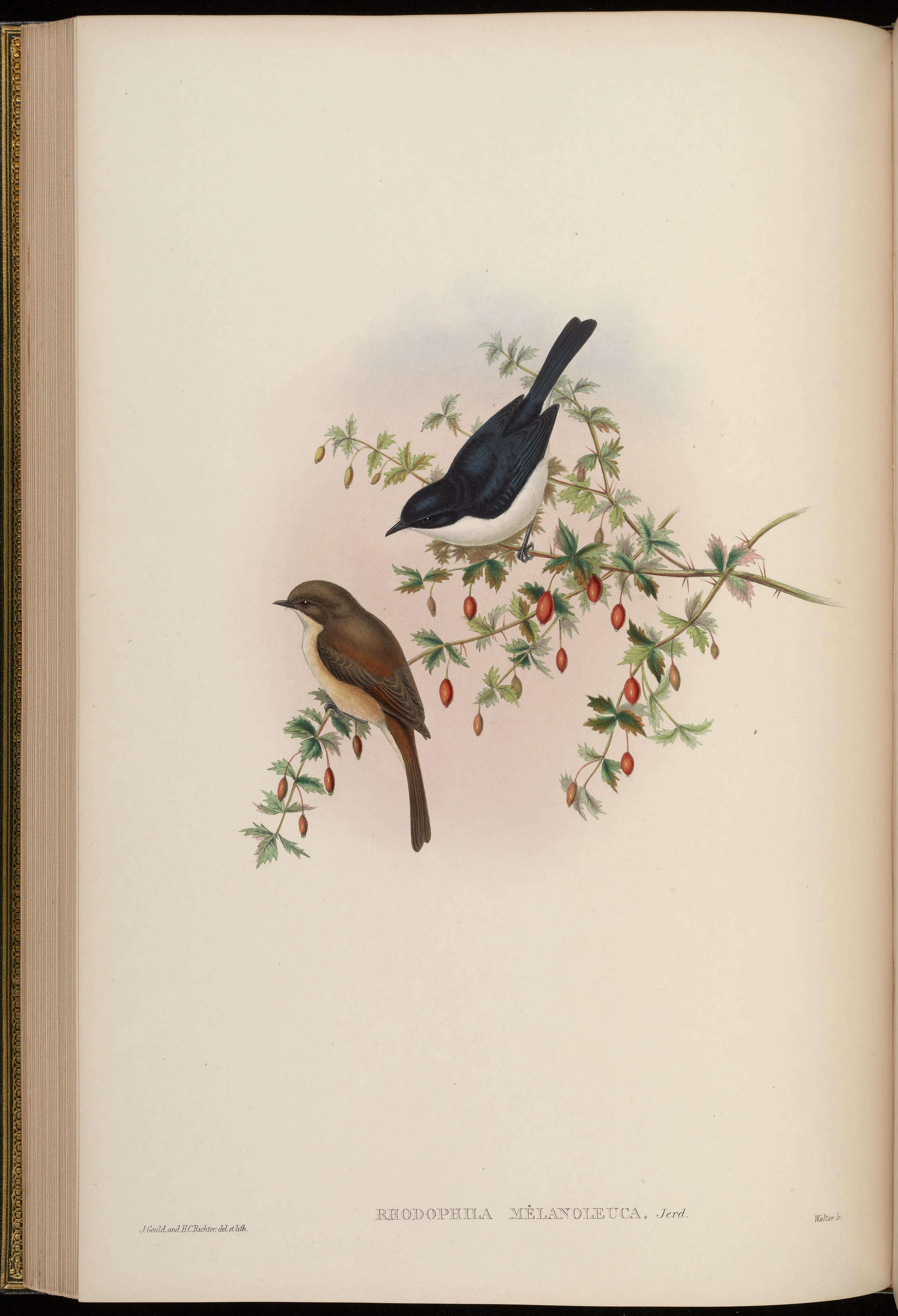 Image of Jerdon's Bush Chat