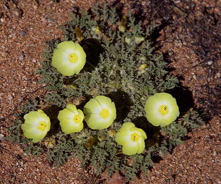 Image of Grielum humifusum Thunb.